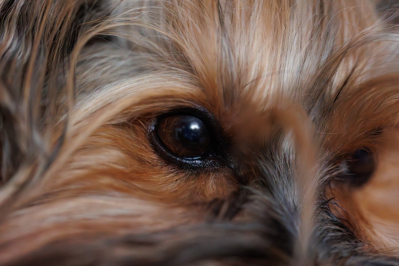 The Traits of the Yorkshire Terrier - A Spunky Companion